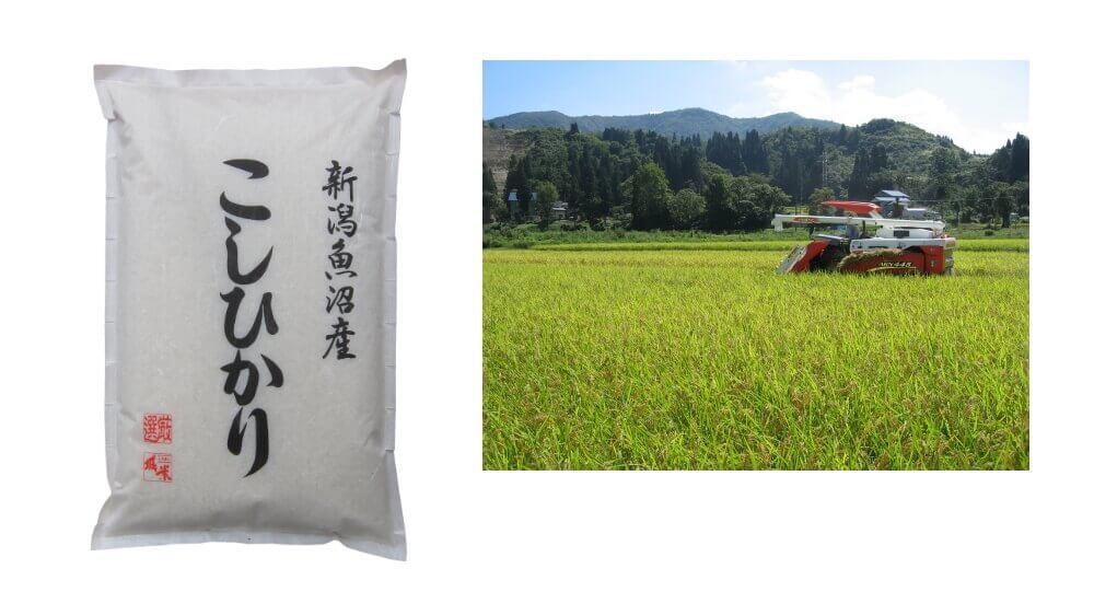 新潟産 魚沼産こしひかり 5kg ✖️4袋　　20kg 神明 【令和7年産】【精米】新潟県 魚沼産こしひかり【おいしいお