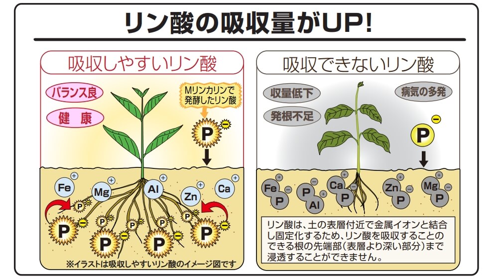 ミズホ 家庭菜園用 液肥用リン酸肥料 MリンPK液肥の素 300g｜宇佐美鉱油の総合通販サイトうさマート