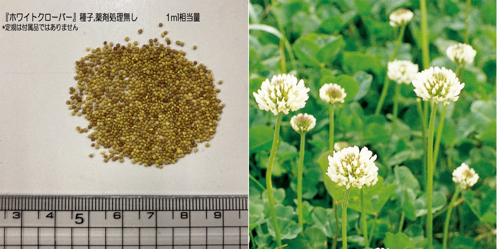 自然栽培　梅　「ホワイトクローバー」出品 水耕栽培】ペットボトルでクローバーの栽培 1日目〜61日目