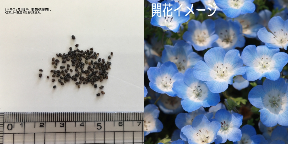 福花園種苗 ネモフィラ種子(景観用インシグニス ブルー) 100ml｜宇佐美鉱油の総合通販サイトうさマート