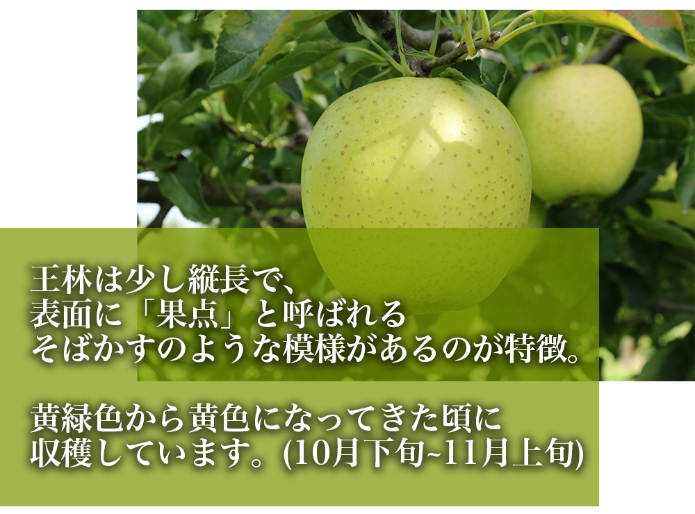 RED APPLE　【青森直送 12月上旬より出荷】王林　訳あり家庭用　5kg_特徴