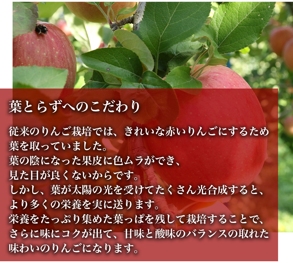 RED APPLE　【青森直送 12月上旬より出荷】葉とらずふじ　5kg_特徴