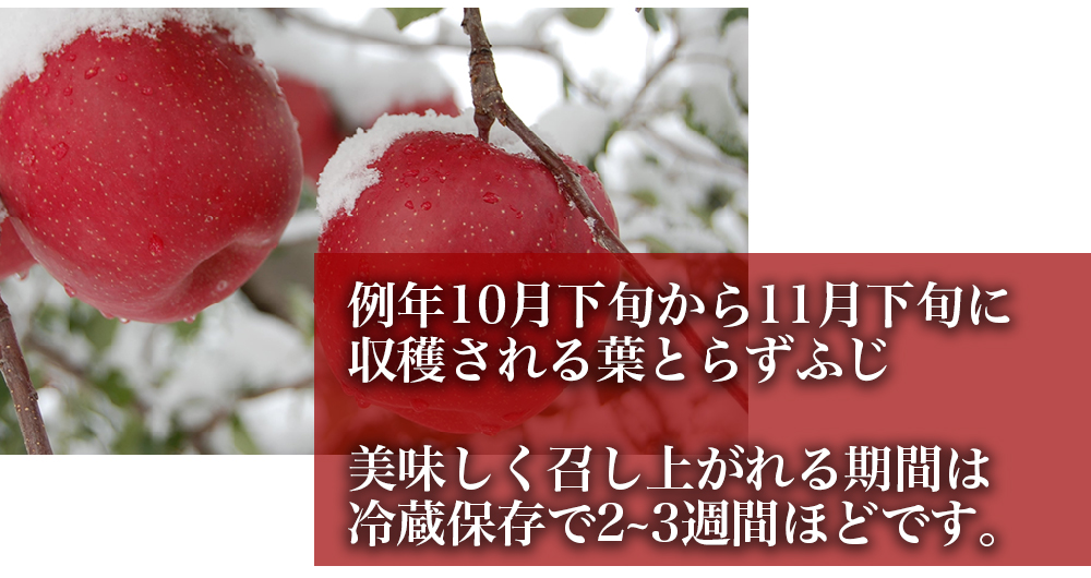 RED APPLE　【青森直送 12月上旬より出荷】葉とらずふじ　5kg_特徴