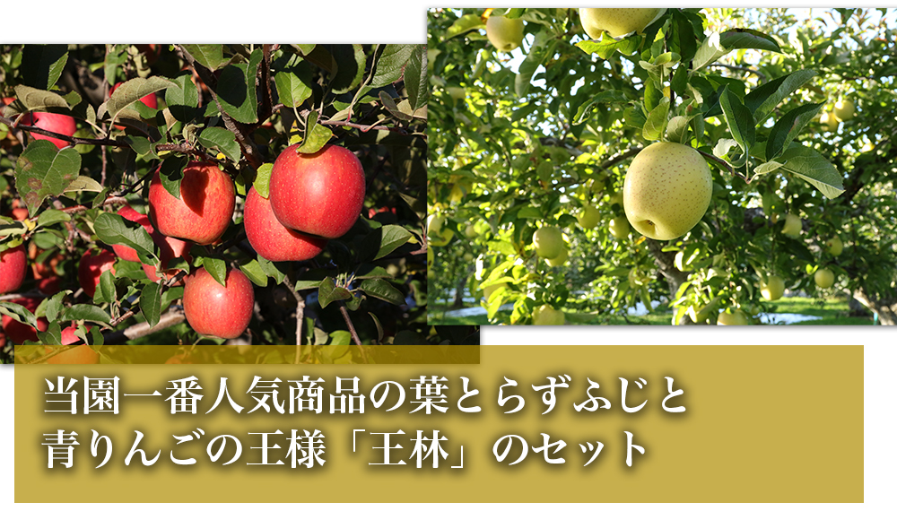 RED APPLE　【青森直送 12月上旬より出荷】ふじ王林ミックス　5kg_特徴