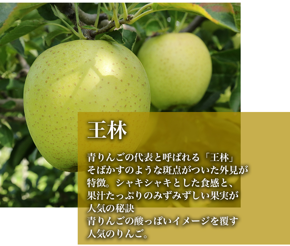 RED APPLE　【青森直送 12月上旬より出荷】ふじ王林ミックス　5kg_特徴