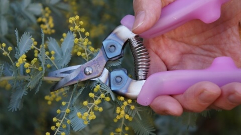 ウド・エルゴ研究所 園芸用はさみ ドクター・カット SAIKA ピンク