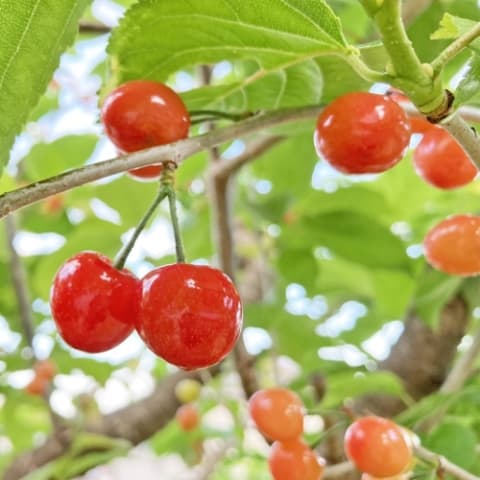 さくらんぼページ さくらんぼ ❁255〜259