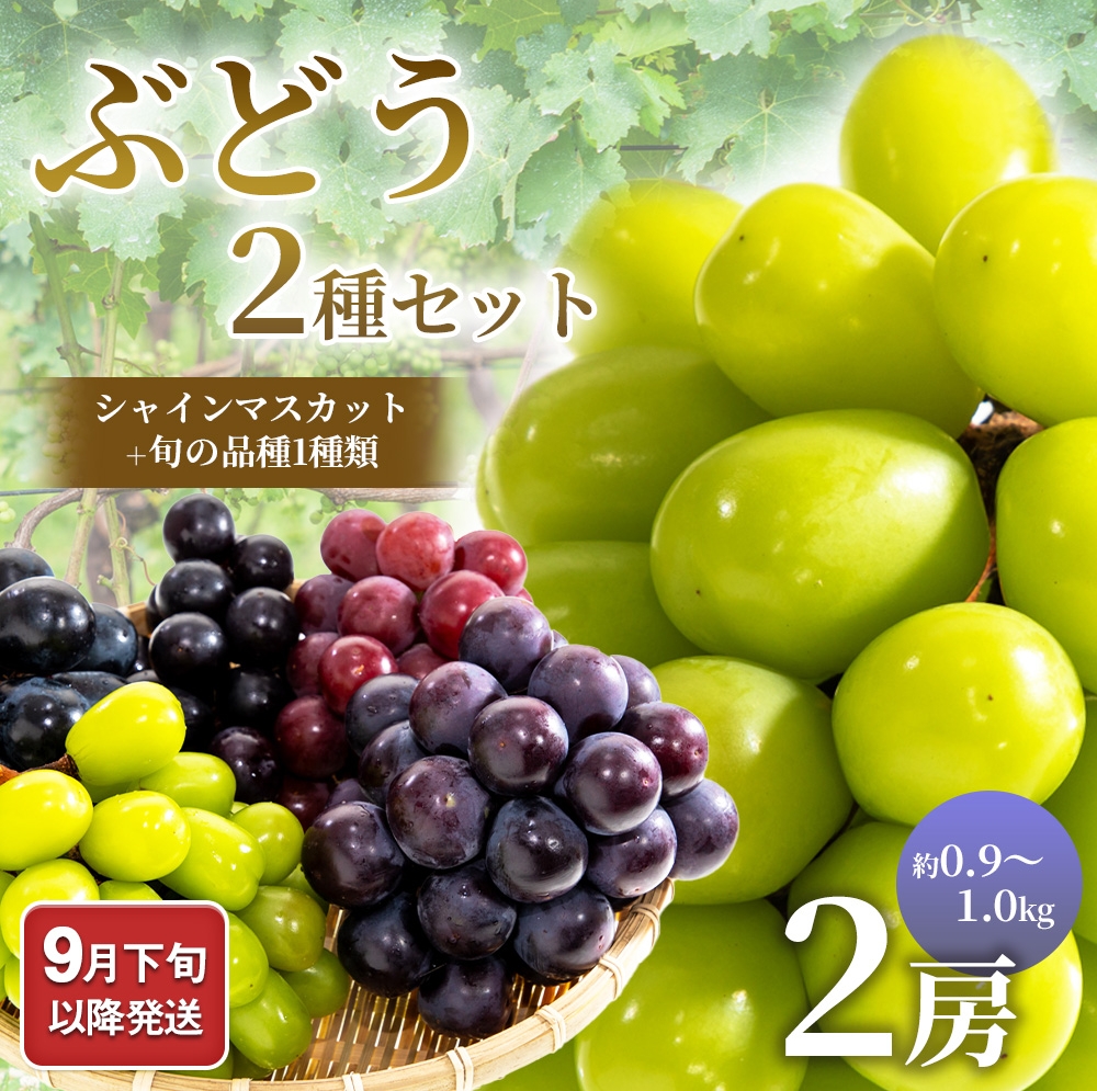 9月下旬以降発送 ぶどう2種セット（シャインマスカット＋旬の品種1種類