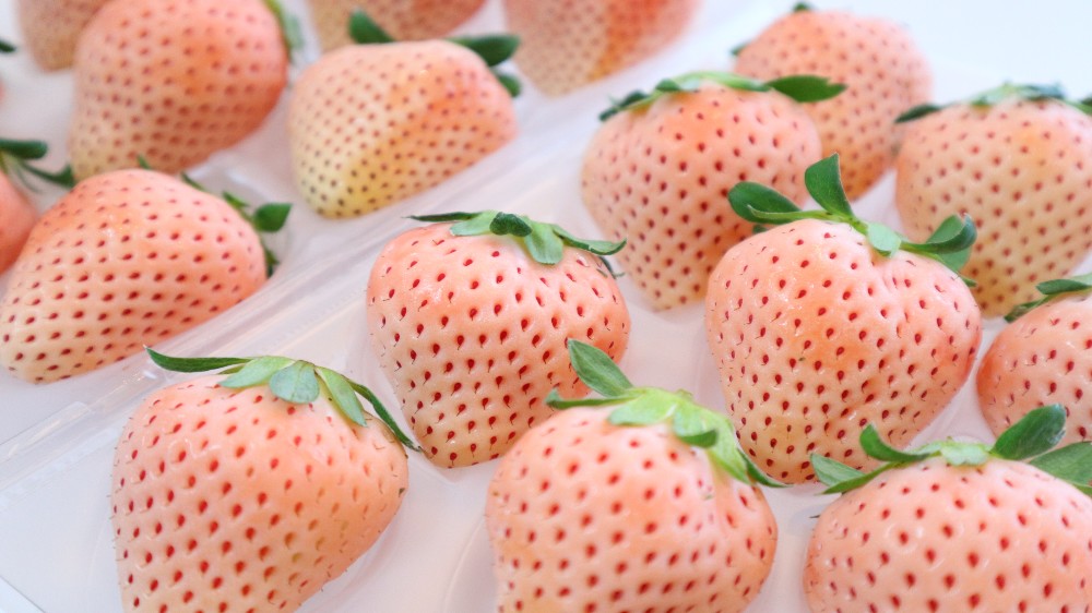 carino lily アイランドベリー 紅白セット 1パックあたり8～15粒入  