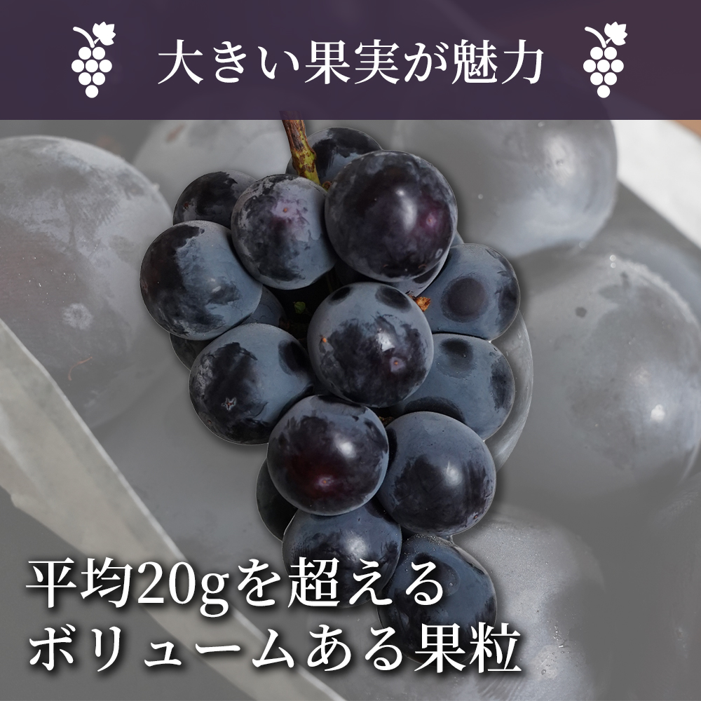 山梨県の新品種】甲斐キング 2房 約1kg 種無し｜うさマートジャパン