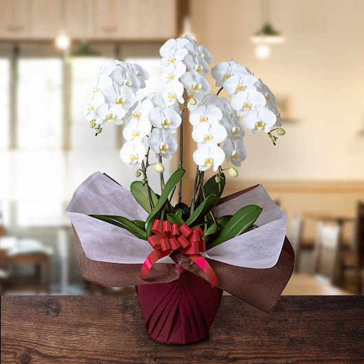 胡蝶蘭(5本立て)スタンダードタイプ 立札(木)｜うさマートジャパン