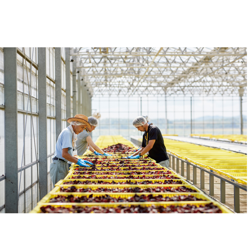 一路 有機乾燥きくらげ(黒)100g｜うさマートジャパンサービス