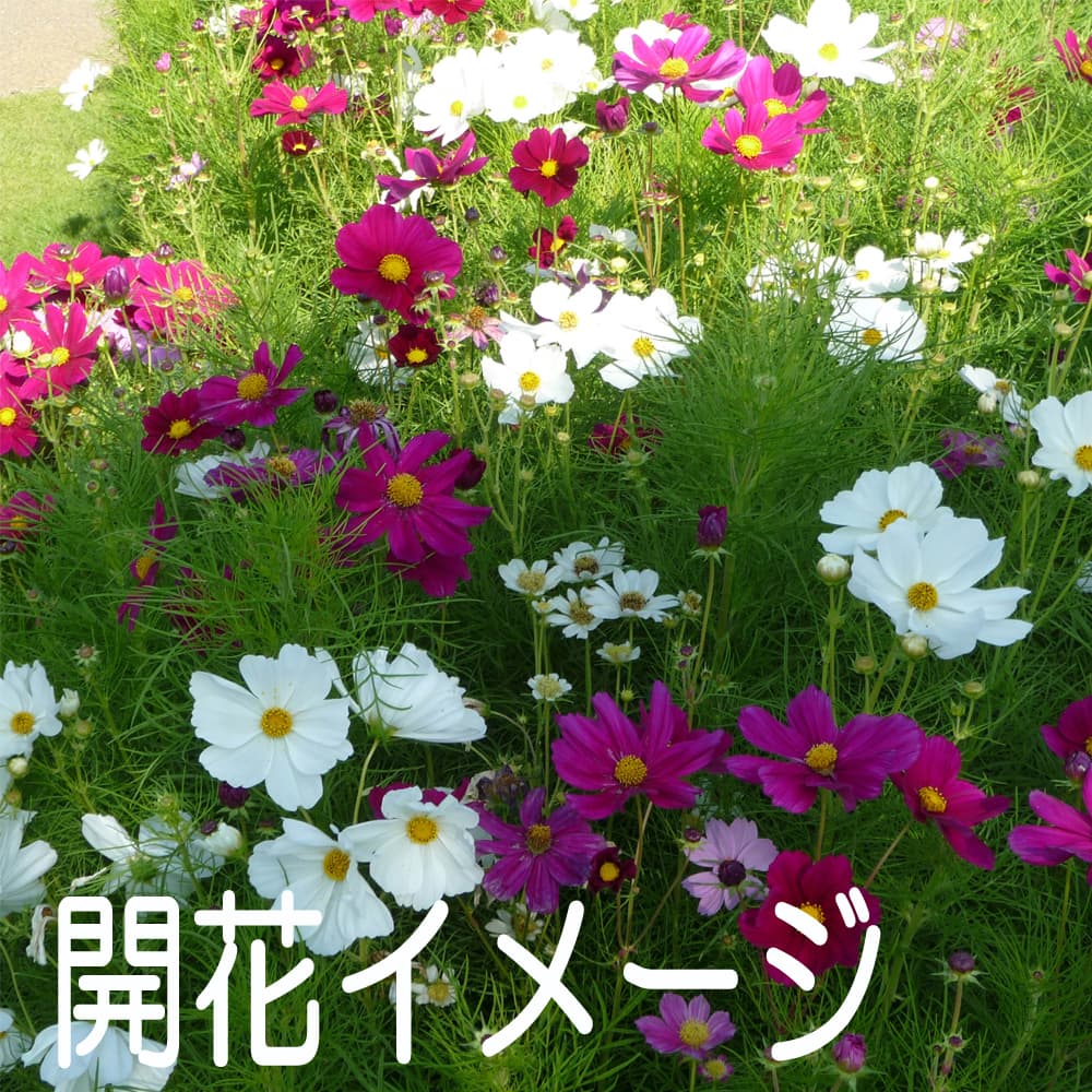 福花園種苗 コスモス種子(景観用センセイションMix) 1L｜うさ