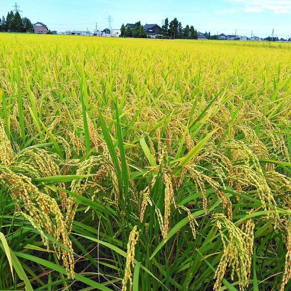 令和7年産】ヤマトライス 富山県産 こしひかり 20kg(5kg×4袋)｜うさ