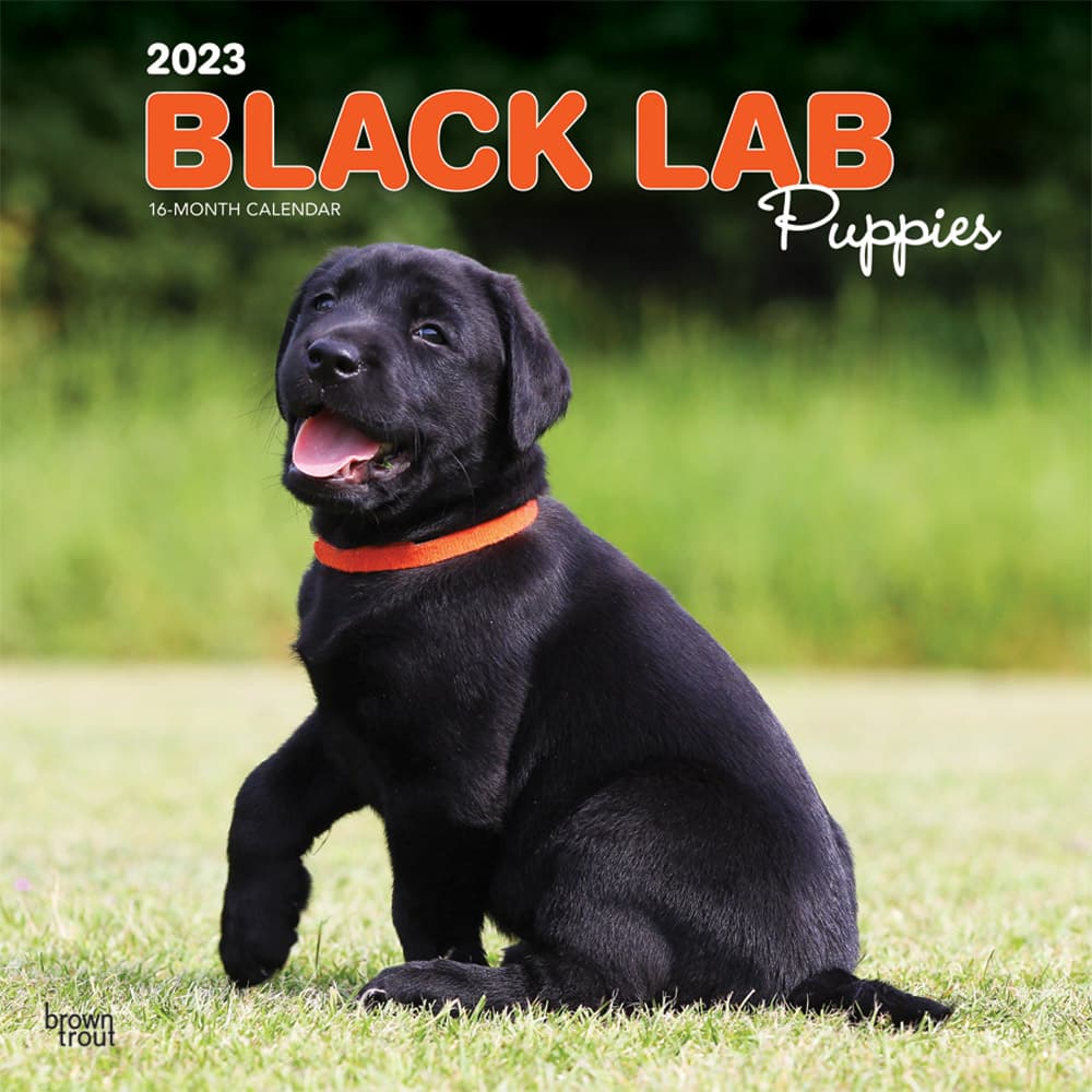 ブラウントラウト 23年 子犬のブラック ラブラドールレトリバー Labrador Retriever Puppies Black カレンダー 輸入版 英語 Zb 宇佐美鉱油の総合通販サイトうさマート