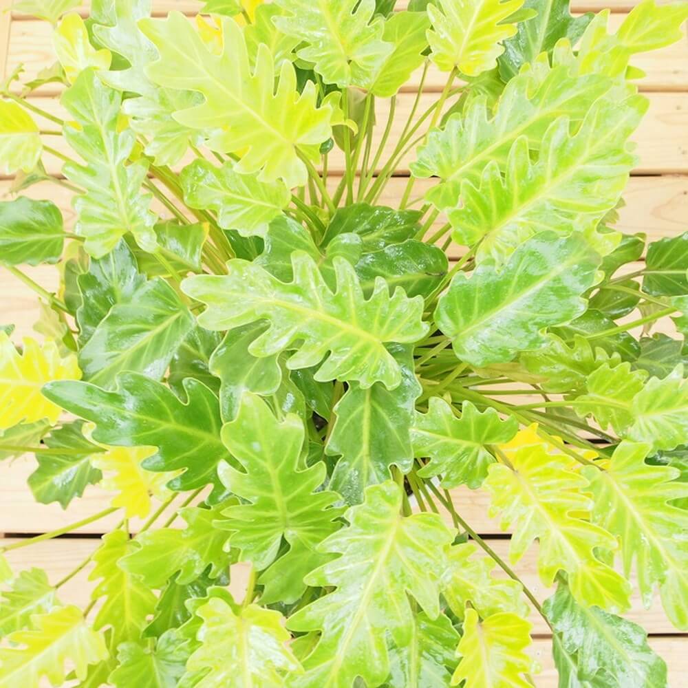 非常レアフィロデンドロン ライム フィドル斑入り philodendron - 植物/観葉植物