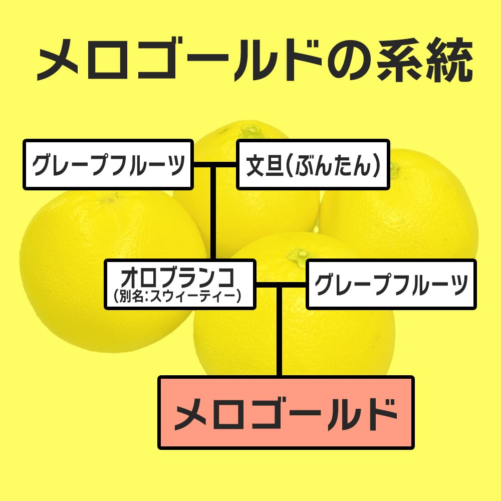 黄金の果実】木熟メロゴールド あふれる果汁 感動の柑橘 アメリカ産 大箱 約15kg 23～27玉 中玉 セコイア 特選  丸進青果セレクト｜宇佐美鉱油の総合通販サイトうさマート