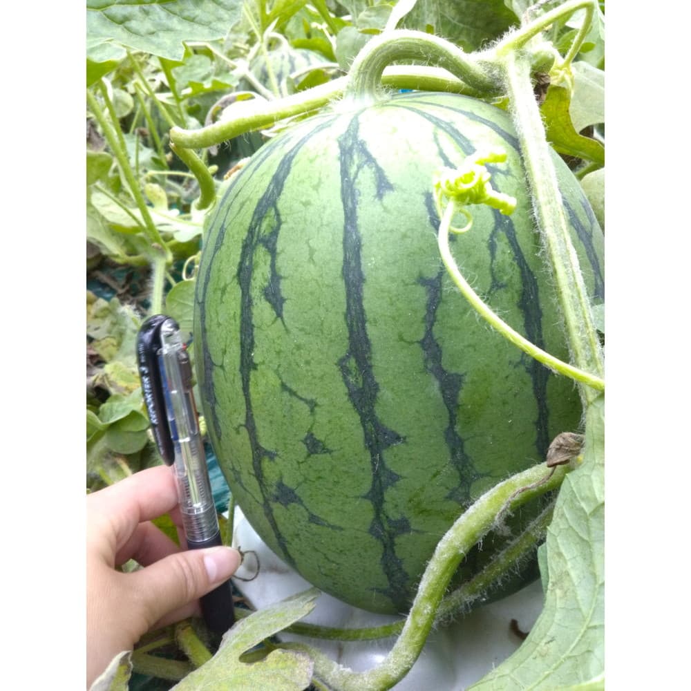 いなみ農園さんのピノガール 2L～3Lサイズ 秀品 2玉 合計約5kg｜うさ