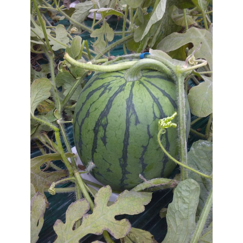 いなみ農園さんのピノガール 2L～3Lサイズ 秀品 2玉 合計約5kg｜うさ