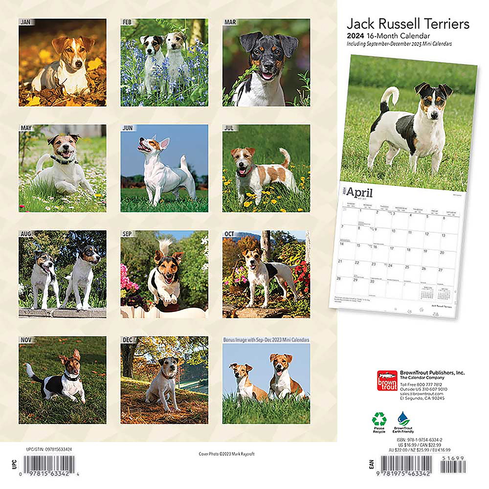 ブラウントラウト 2024年 ジャック・ラッセル・テリア カレンダー (Jack Russell Terriers Square Calendar) ZB63342｜宇佐美鉱油の総合通販