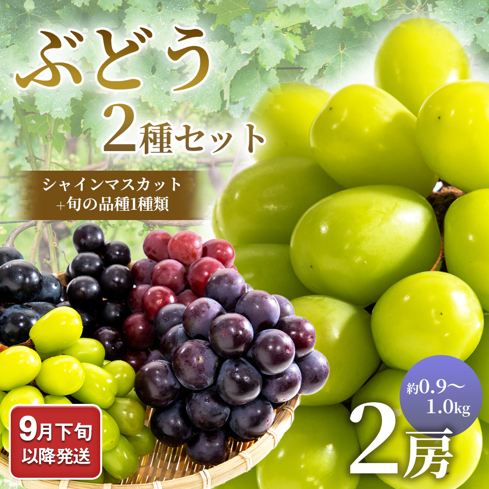 9月下旬以降発送 ぶどう2種セット（シャインマスカット＋旬の品種1種類）約0.9～1.0㎏｜宇佐美鉱油の総合通販サイトうさマート