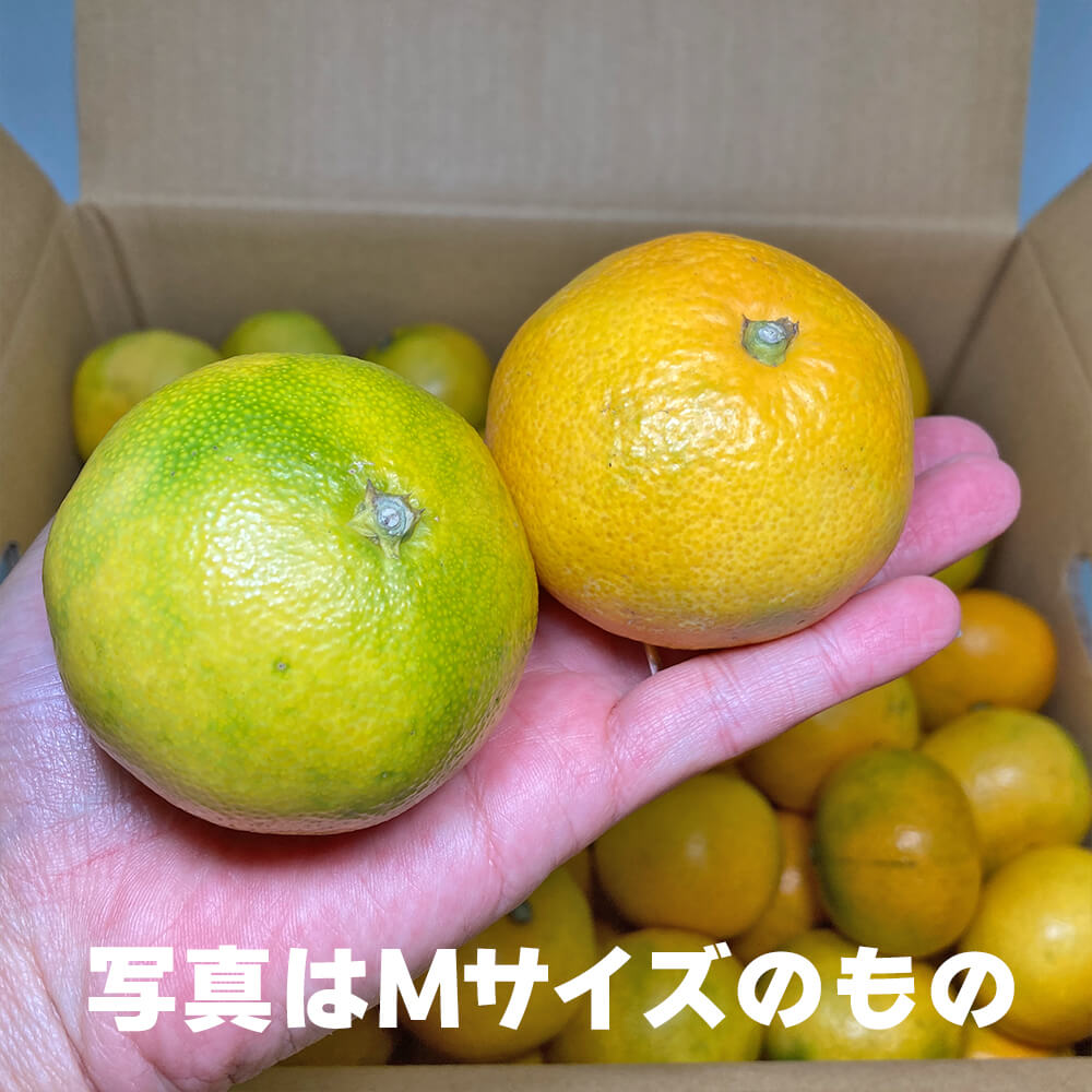 西海ブランドみかん 味まるみかん 5kg！秀品！中央卸売市場より直送！ - 食品