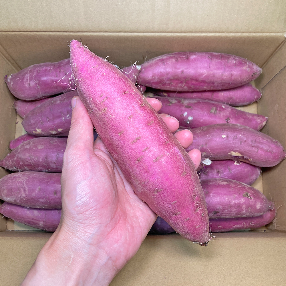 新物】紅はるか 甘いさつまいも 茨城県産 約5kg Mサイズ 約18 新物】紅はるか 甘いさつまいも 茨城県産 約5kg Mサイズ 約18