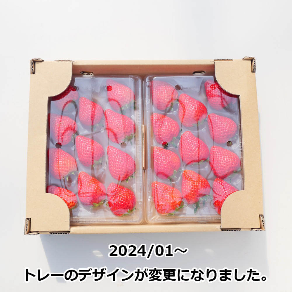 希少品種】完熟いちご 愛知県産 よつぼし 約250g×4パック(約1kg) 1 