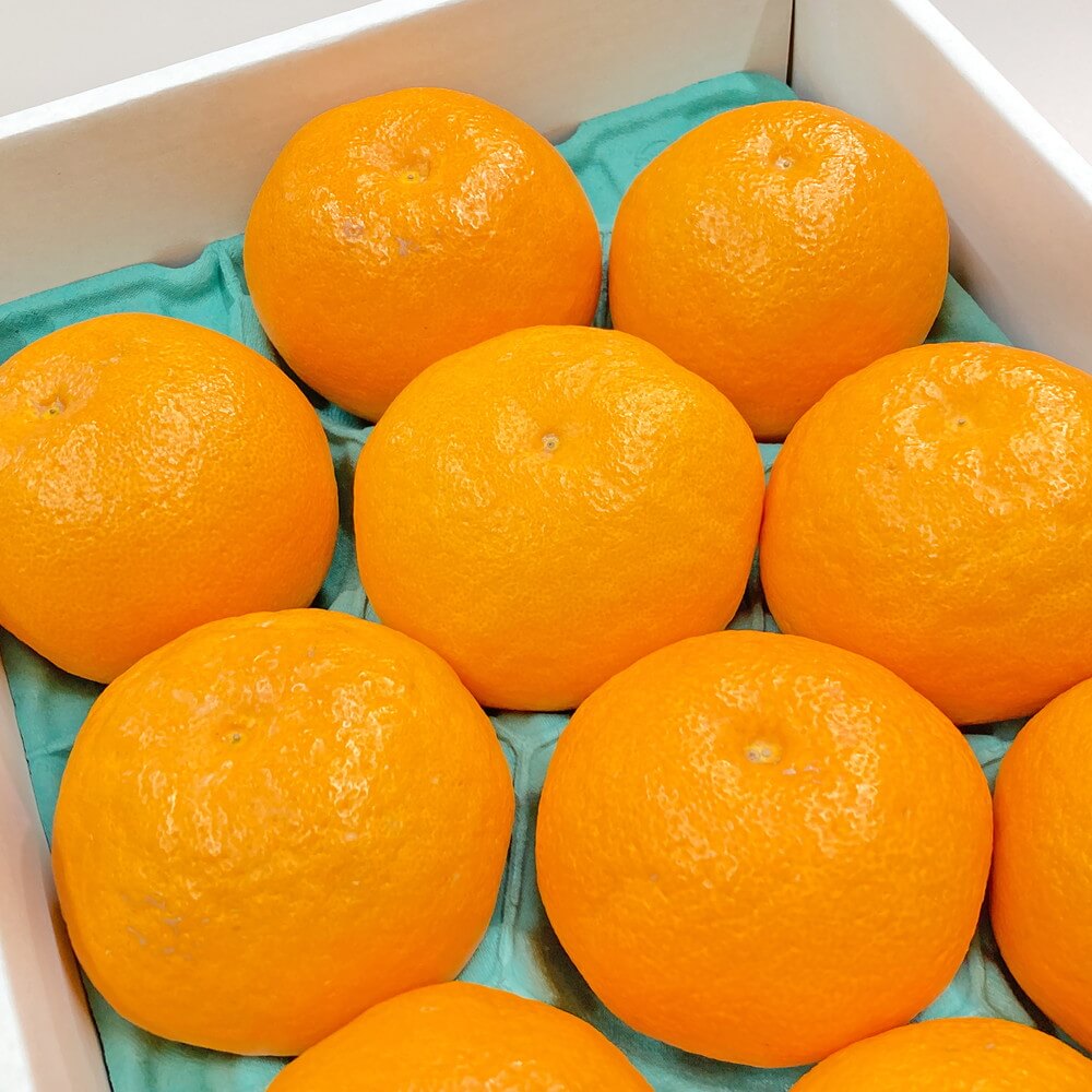 はるみ 愛知県蒲郡市産 約3kg 等級赤秀 7～12玉 5L～2L ハウス