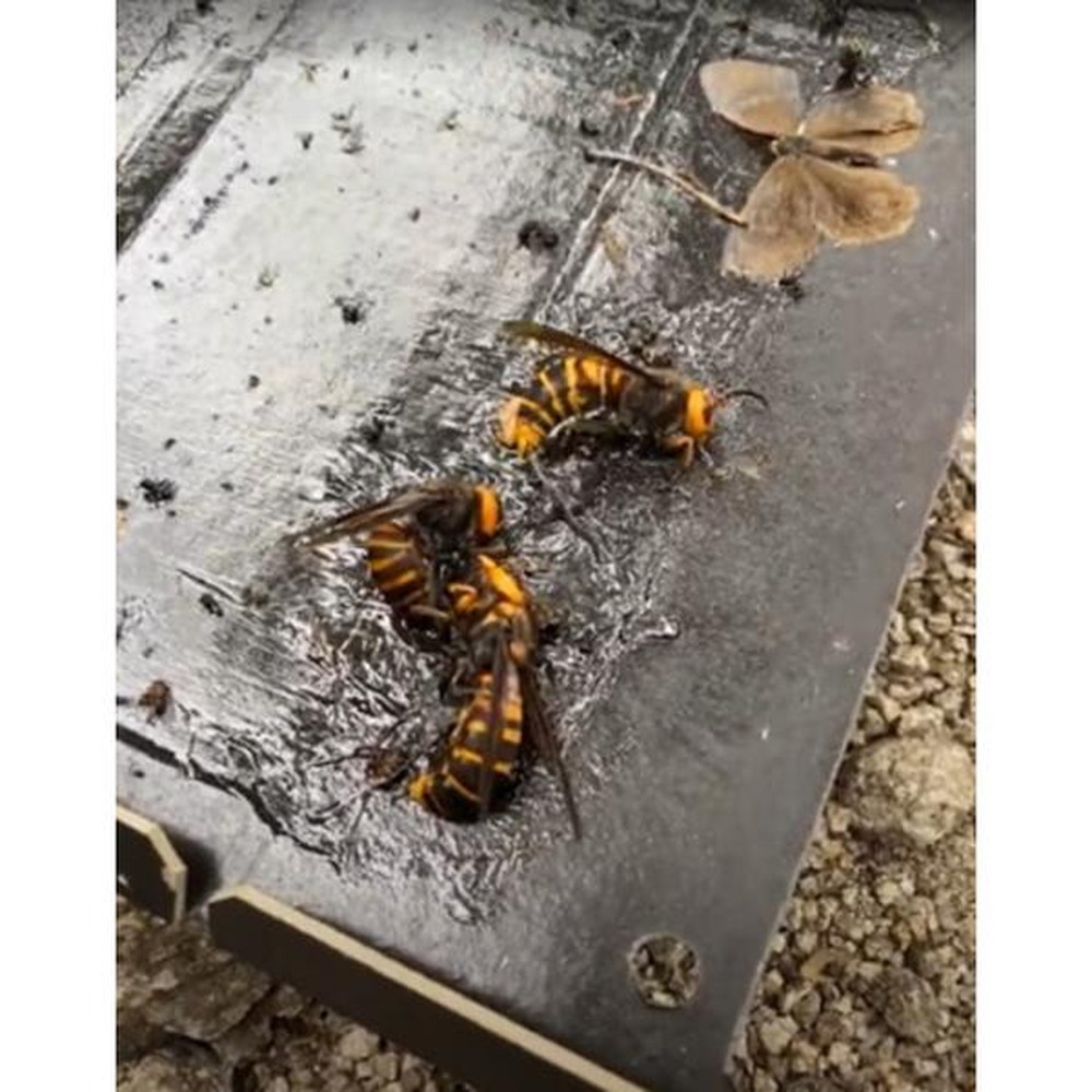 カインズ イカリ消毒 スズメバチも駆除できる 総合不快害虫 カインズ イカリ消毒 スズメバチも駆除できる 総合不快害虫