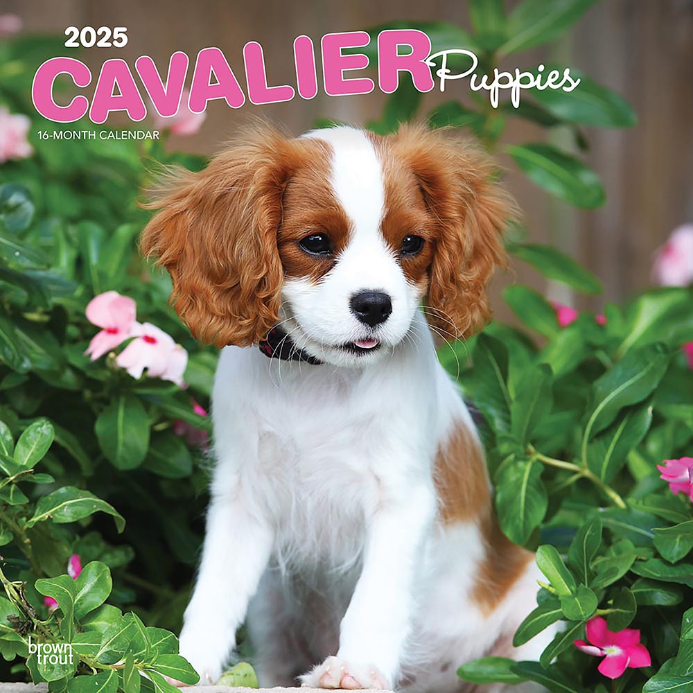 BrownTrout(ブラウントラウト) 2025年 カレンダー 子犬のキャバリア(Cavalier King Charles Spaniel  Puppies Calendar) 30.5×61cm ZB-76816｜宇佐美鉱油の総合通販サイトうさマート