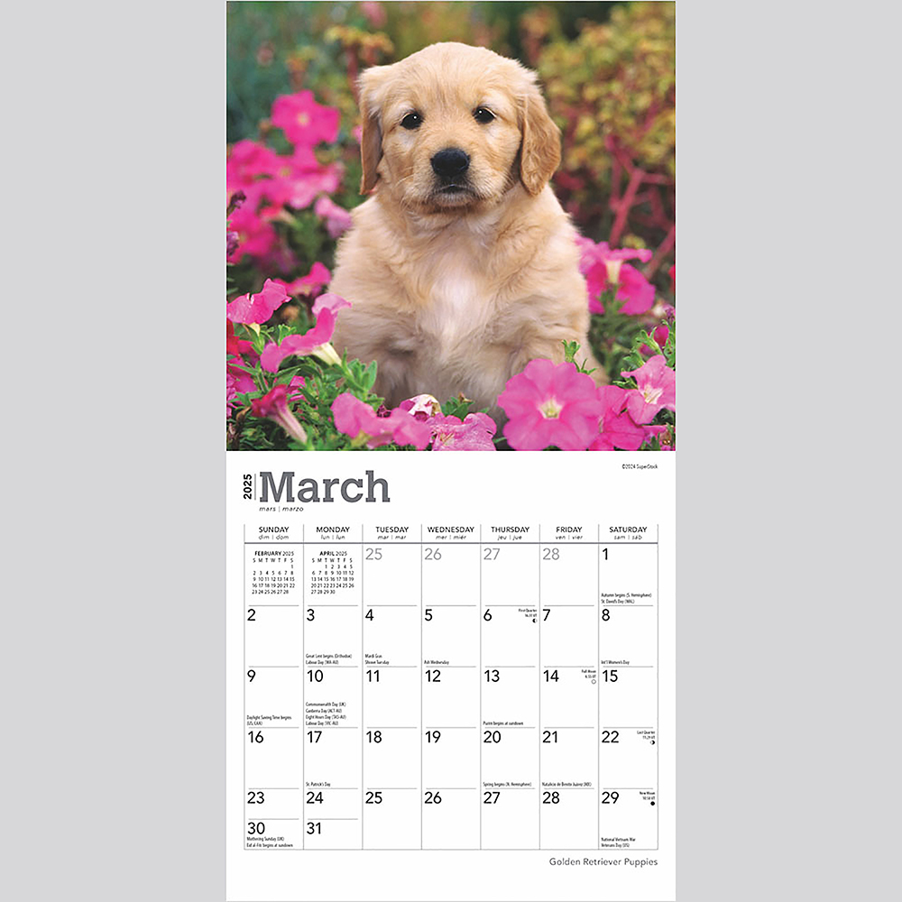 BrownTrout(ブラウントラウト) 2025年 子犬のゴールデン・レトリバー ミニ カレンダー (Golden Retriever