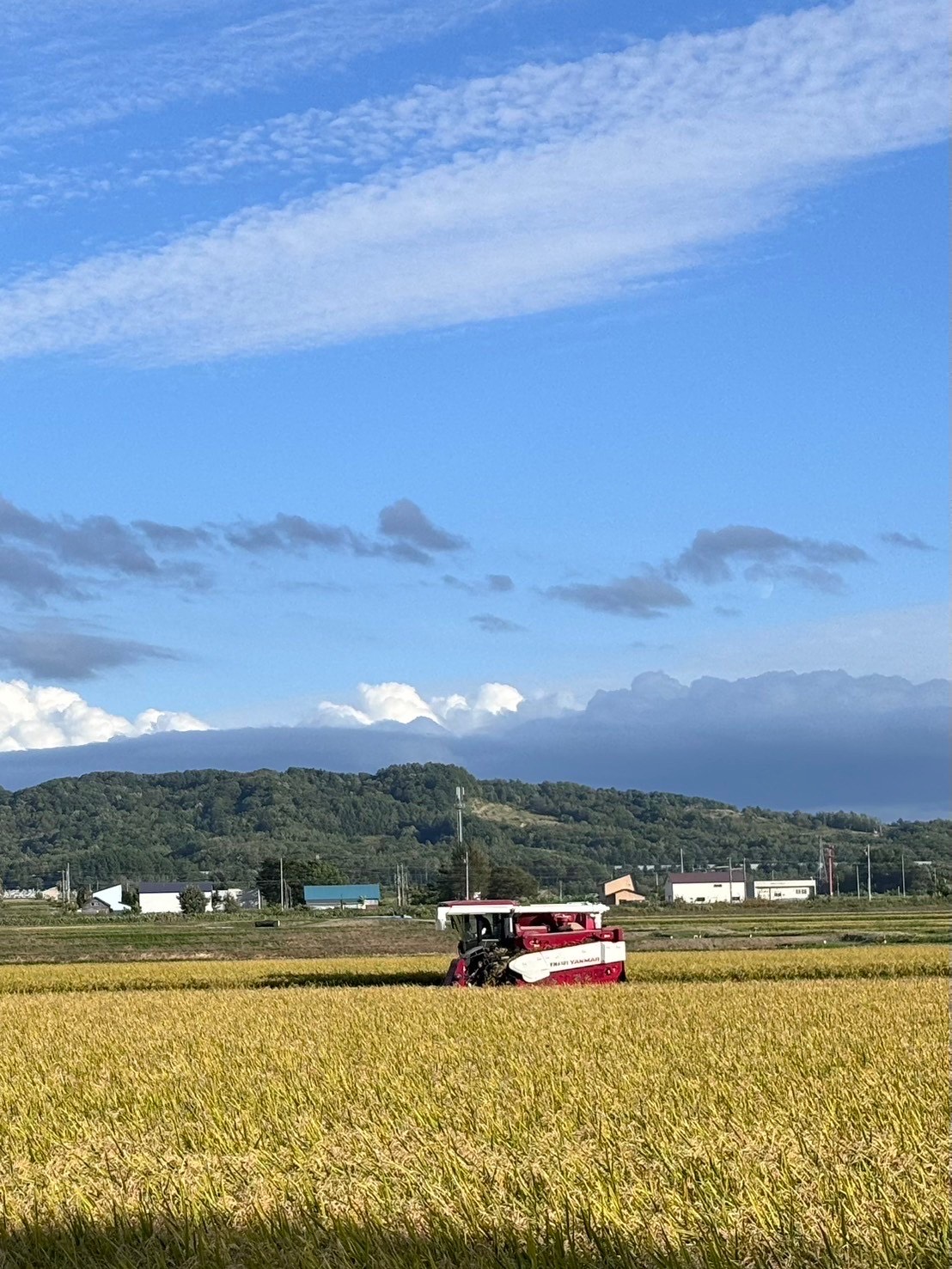 マージィジ特別栽培米 ゆめぴりか 10キロ 楽天市場】たかしま農場 特別栽培米ゆめぴりか 10kg【お取り寄せ