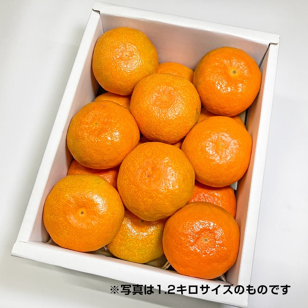 みかん様 みかん様 しずおか夢工房 静岡温室メロン＆ハウスみかん: ギフト