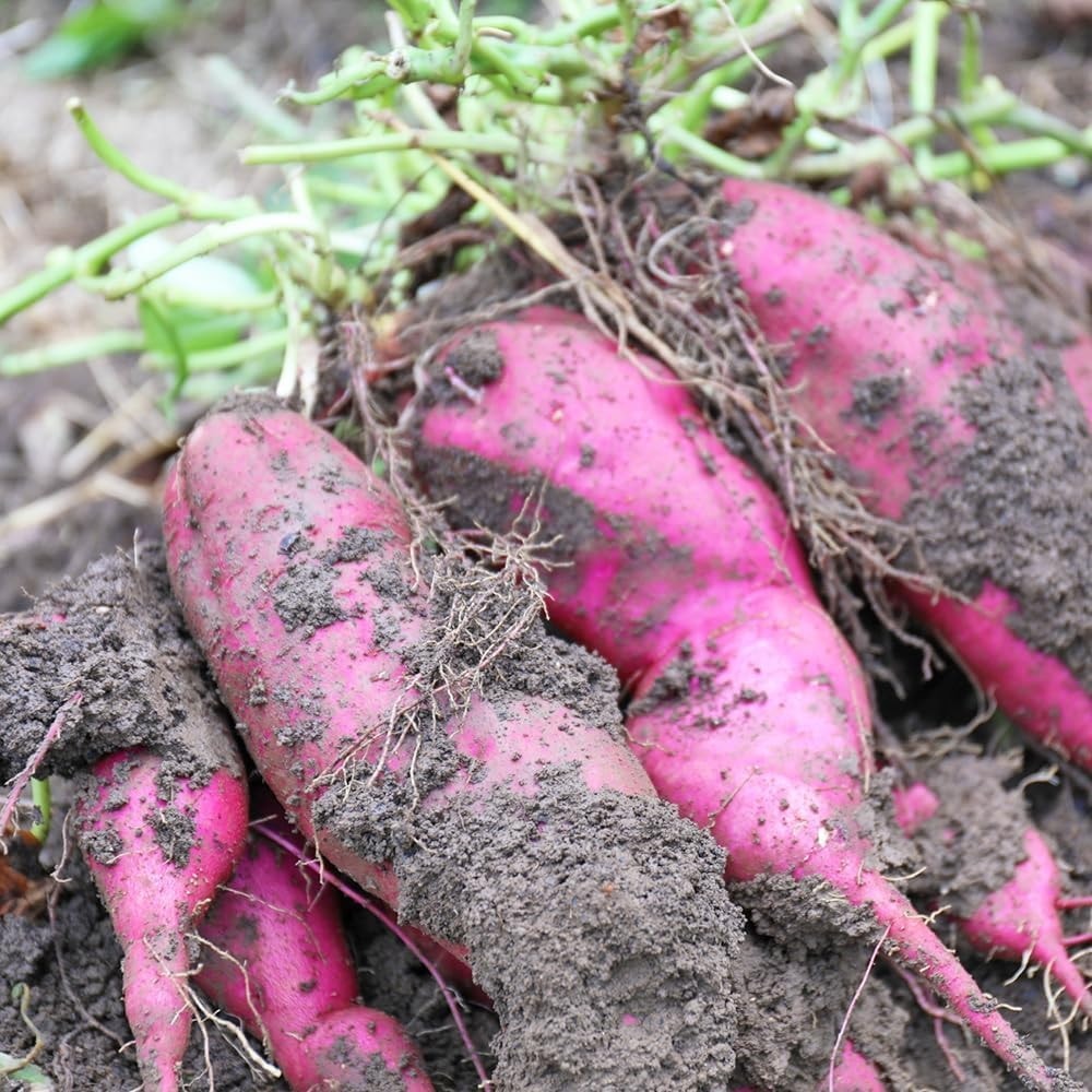 さつまいも 5kg 紅はるか 茨城県産 30～35本前後 Sサイズ 甘い DX
