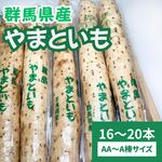 山芋 大和芋 やまといも 群馬県産 16～20本 AA～A棒 1箱 とろろ 冷蔵