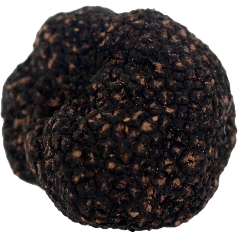 Truffle Universe@VRgt@Ⓚ@3`6cm@TCY@15g@q}Y(Y)