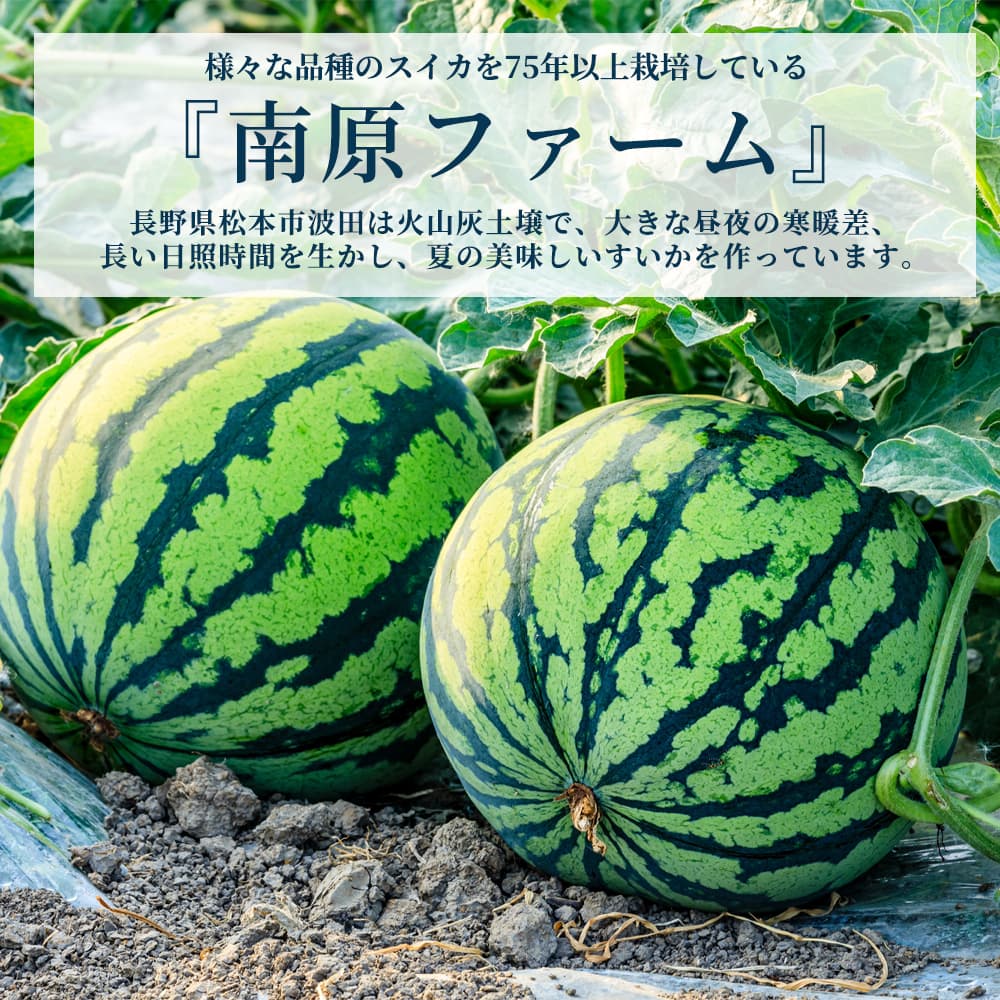 希少品種で約15度前後】信州の黄昏スイカ(金色羅皇) 2～3Lサイズ 1玉
